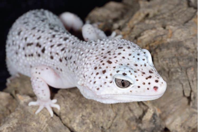 Close up of white and brown spotted leopard gecko