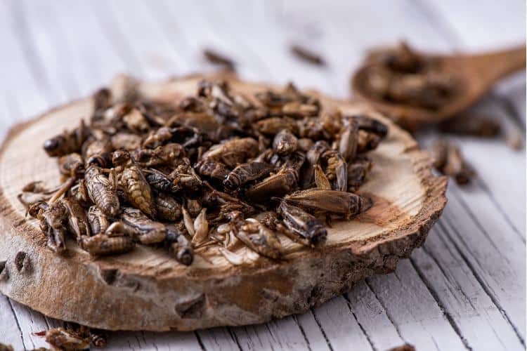 Crickets on a wooden tray