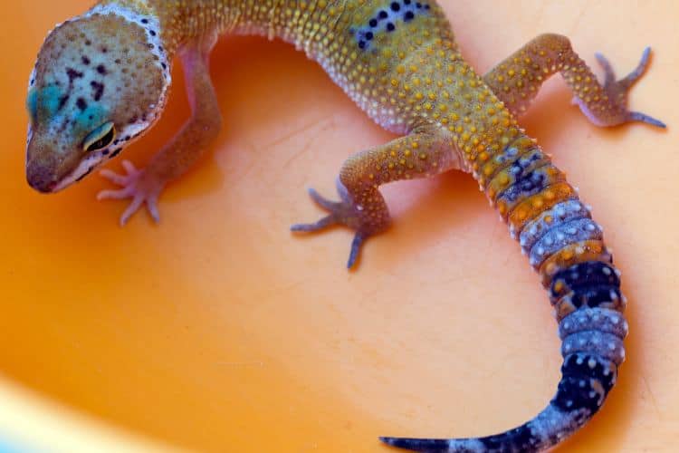 Gecko with a blue tail