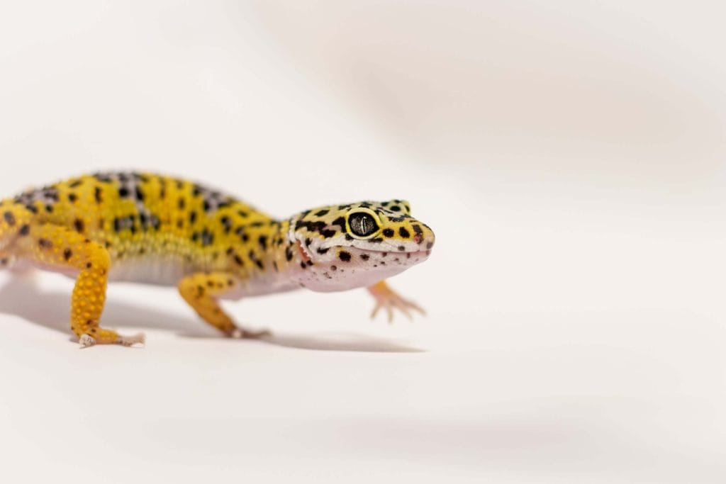High Yellow Gecko