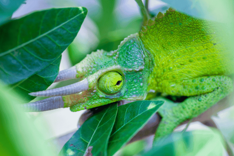 Jackson's chameleon on green leaves