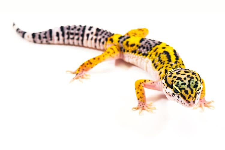 Jungle leopard Gecko