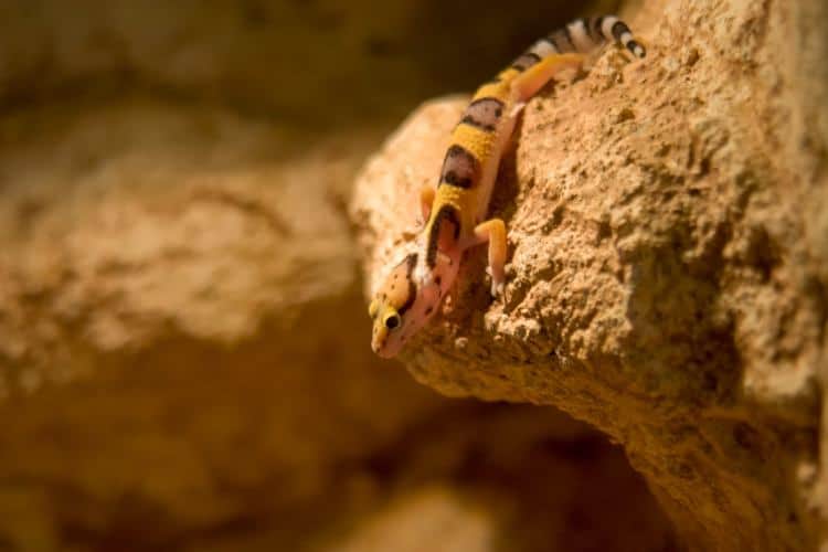 Leopard gecko closeup