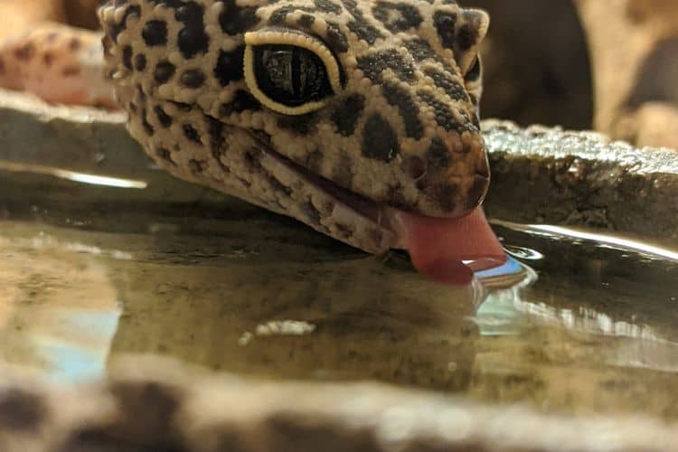 Leopard gecko drinking