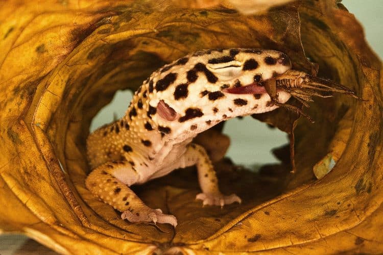 Leopard gecko eating a cricket
