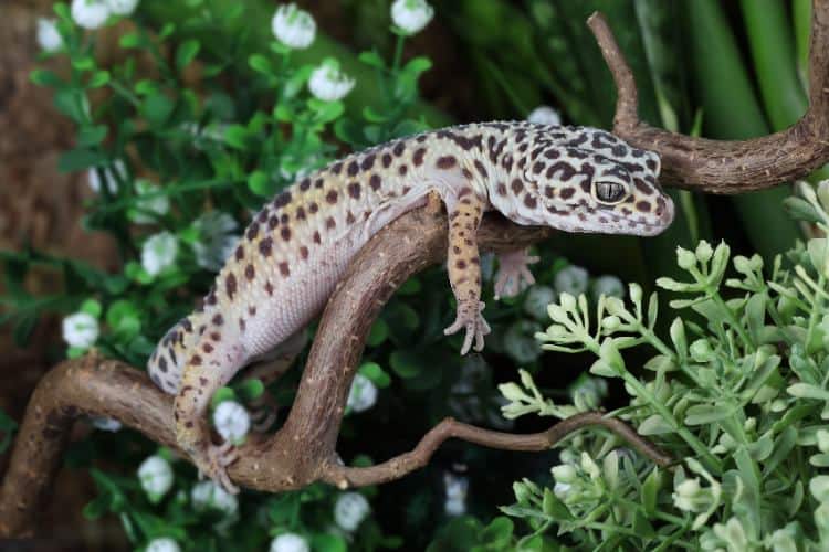 Leopard gecko on a fake branch