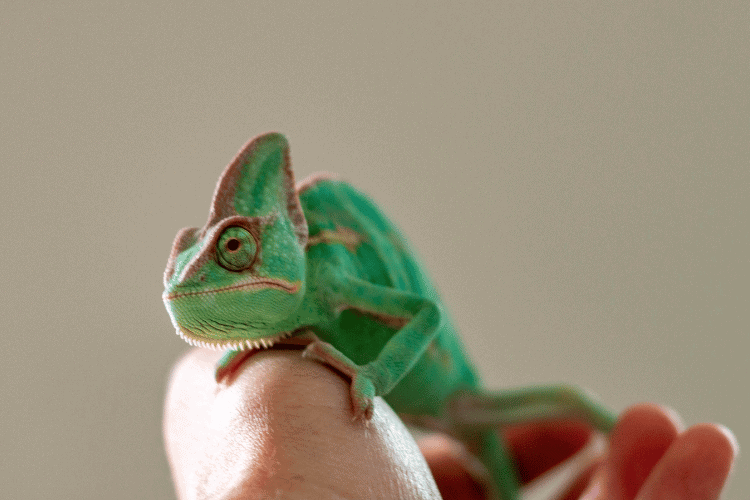 Man Holding a Veiled Chameleon