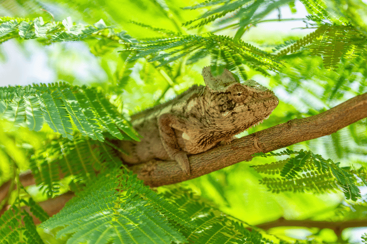 Oustalet's chameleon lying down on a tree branch