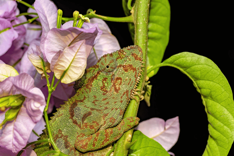 Oustalet's chameleon on a green branch
