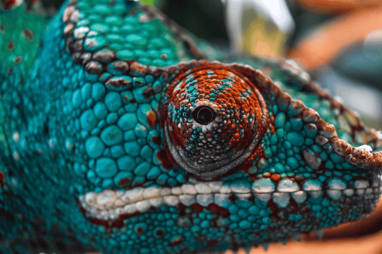 Panther Chameleon, Closeup