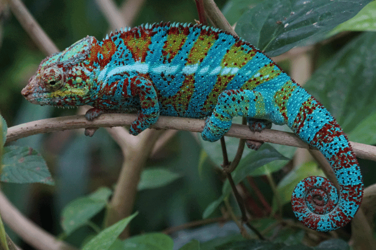 All About Panther Chameleons: The Ultimate Guide