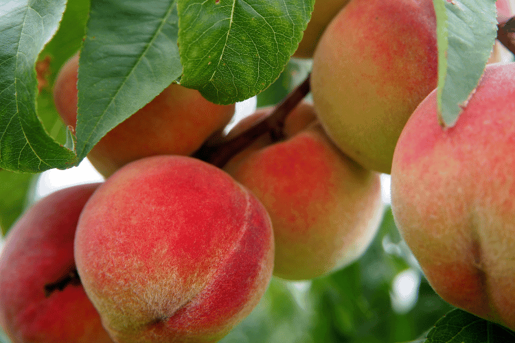 Peach Fruits Hanging from the Tree