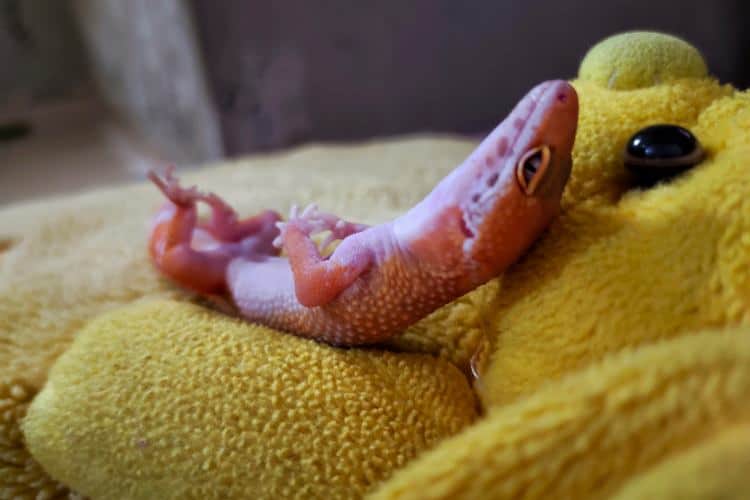 Pink Leopard Gecko laying on it's back