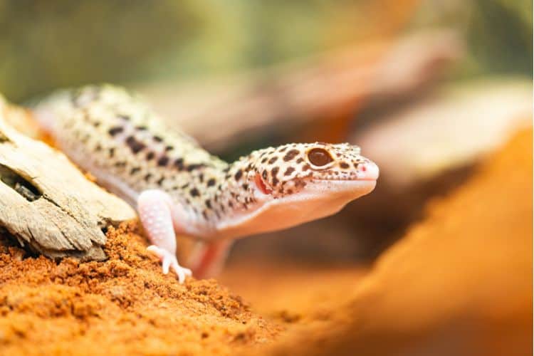 Side view of leopard gecko