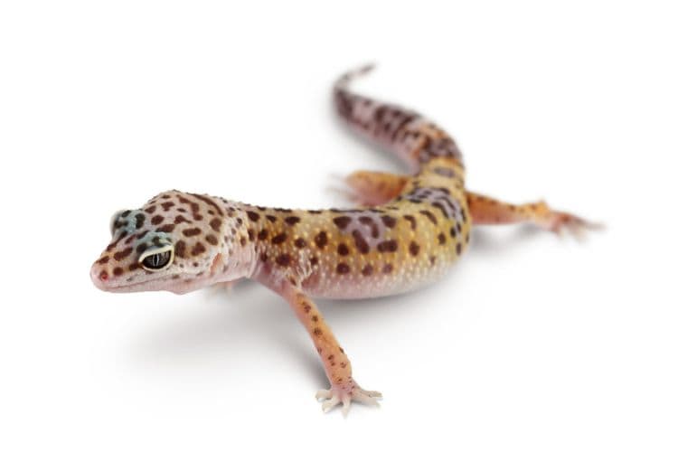 Snow Mack Leopard Gecko