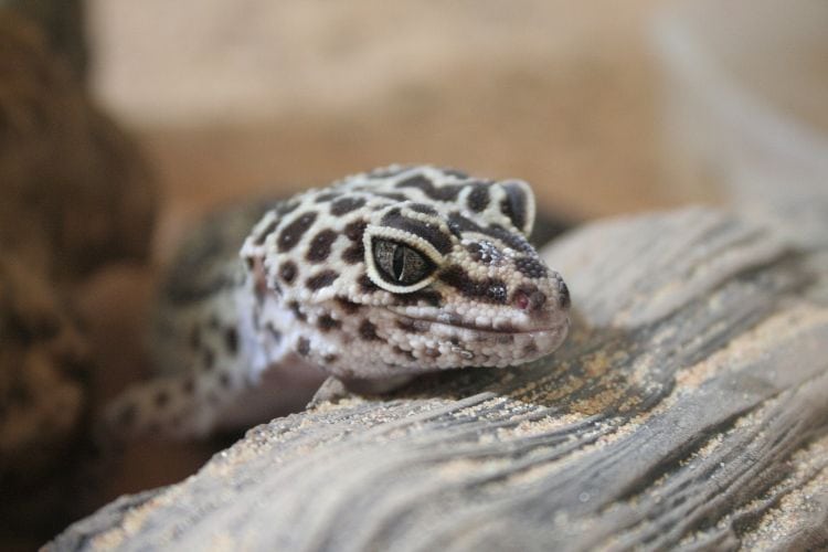 Snow leopard gecko