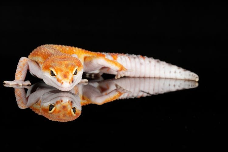 Tangerina enigma geckos