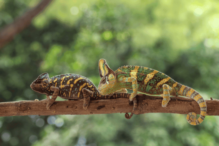 Two Veiled chameleons on branch