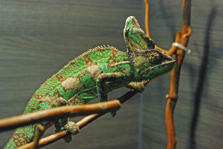 Veiled Chameleon climbing a branch