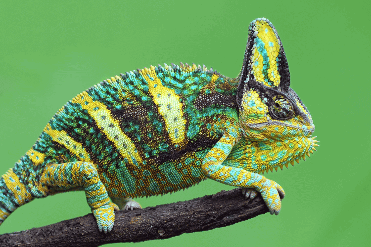 Veiled Chameleon, closeup 