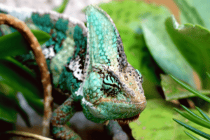 Veiled Chameleon, closeup