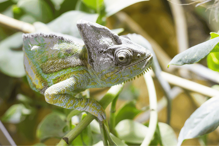 Veiled Chameleon in Captivity