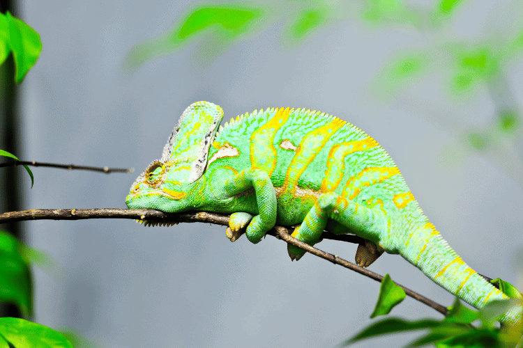 Veiled Chameleon lying down on a tree branch