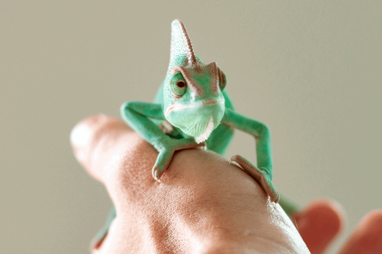 Veiled Chameleon on hand