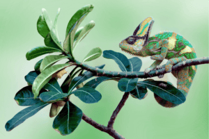 Veiled Chameleon sitting on a tree branch