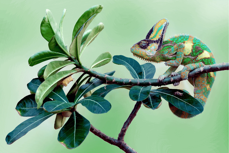 All About Veiled Chameleons: The Ultimate Guide