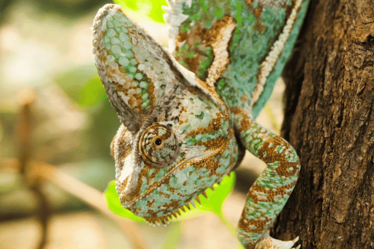Veiled Chameleon walking down the tree trunk
