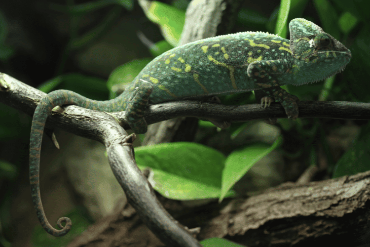 Veiled chameleon lying on a tree branch