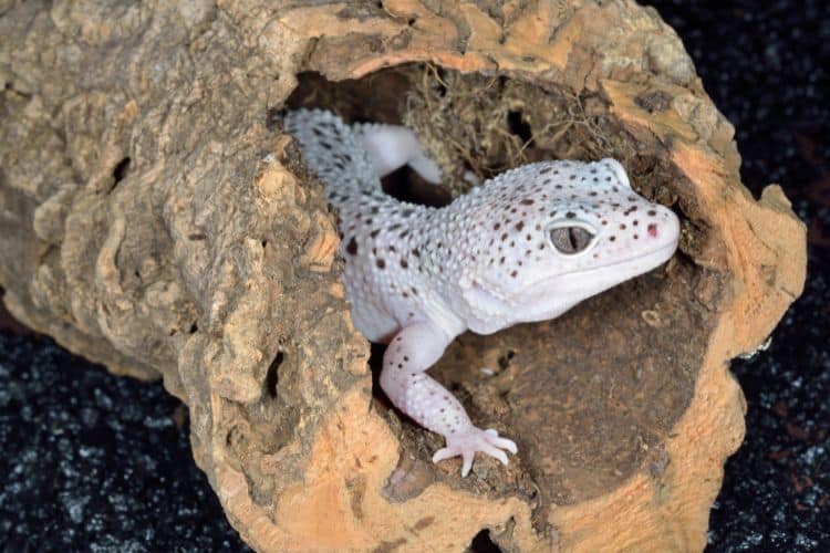 White leopard gecko spotted in brown