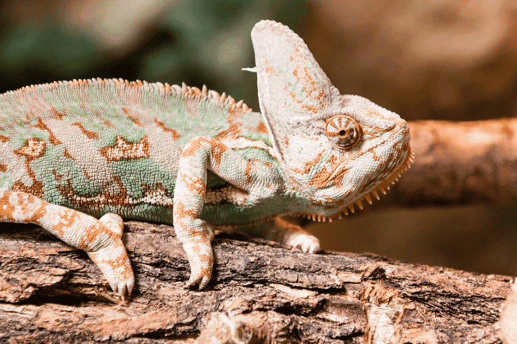 veiled chameleon lizard