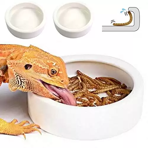 Reptile Food Dish Bowl, Worm Water Dish