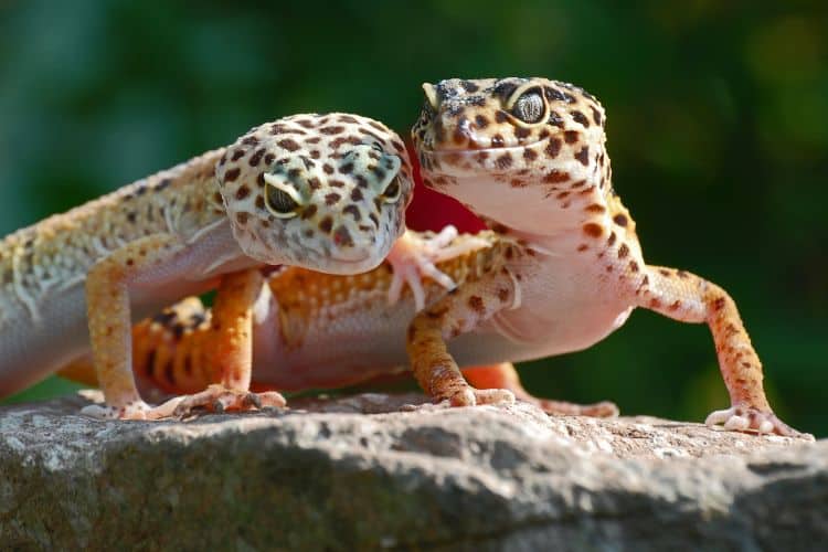 A pair of Leopard geckos