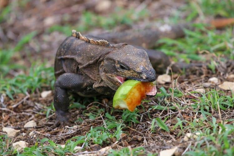 An iguana eating fruits