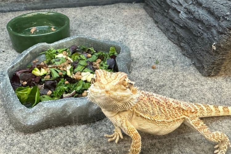 Bearded dragon eating mixed vegetables