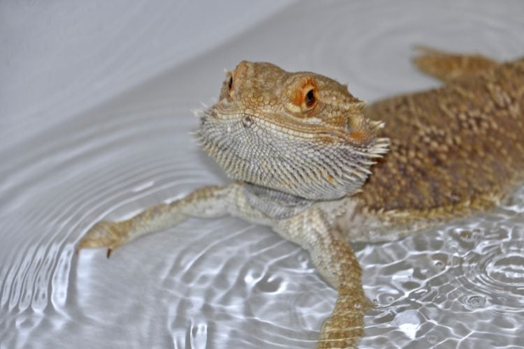 Bearded dragon in warm water