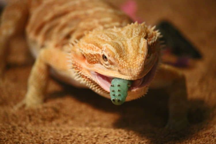 Bearded dragon lizard eating a hornwarm