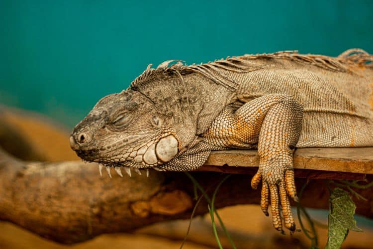 Close up of bearded dragon in brumation