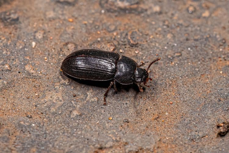 Darkling beetles