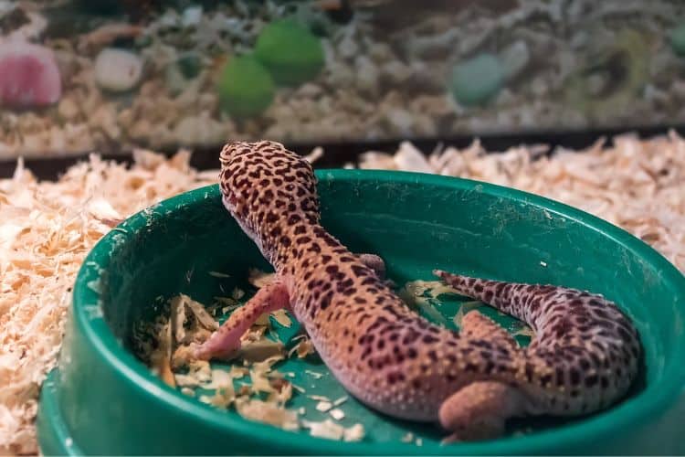 Leopard Gecko in a bowl in a cage
