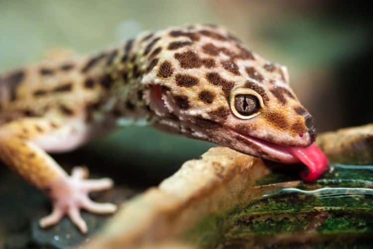 Leopard gecko drinking from water bowl
