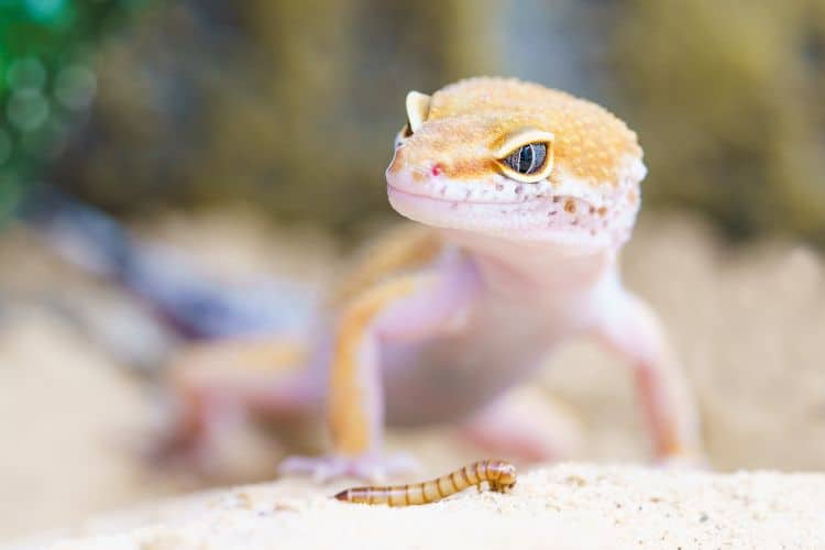 Leopard gecko eating a worm