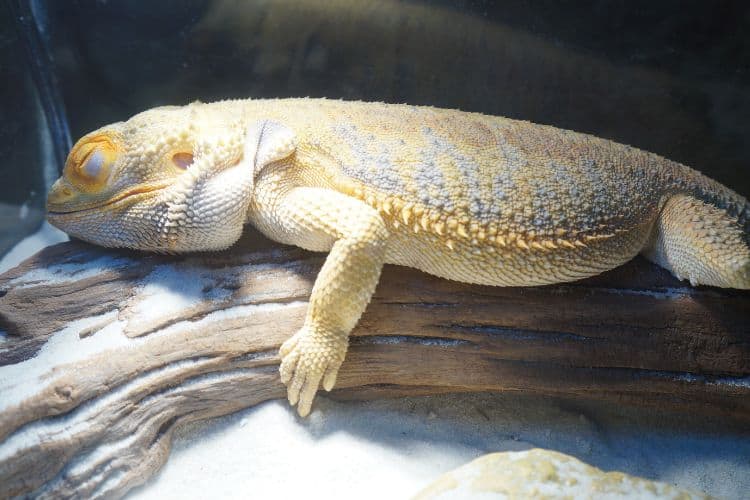Sleeping Bearded Dragon