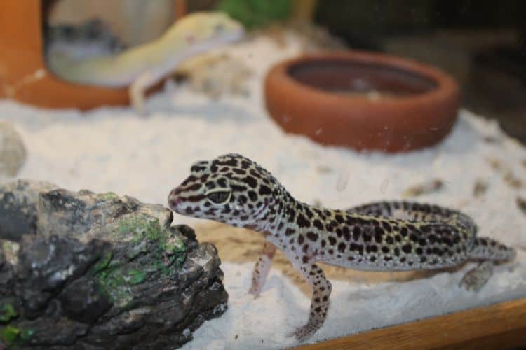 Leopard gecko eating a mealworm from the hand