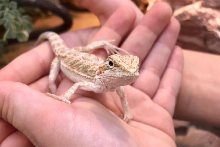 Someone holding a baby bearded dragon