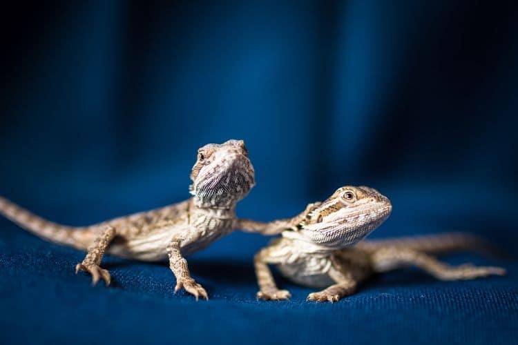 Two baby Bearded Dragons on blue background