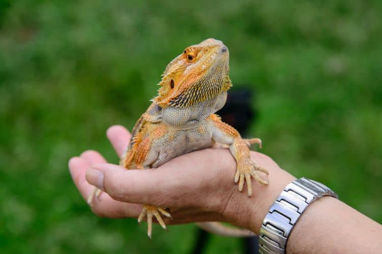 Holding a bearded dragons